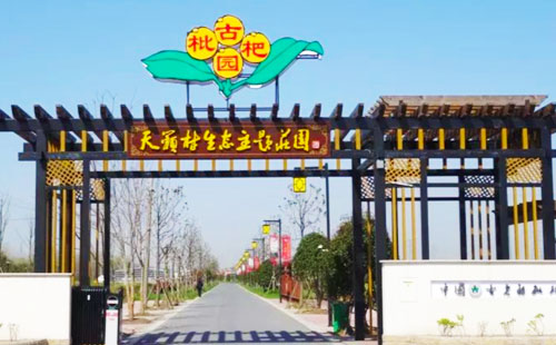 天籁村枇杷园